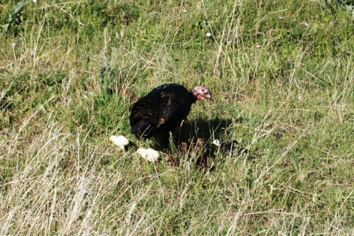 IMG_20140616_105109.jpg image