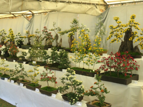 IMG_20141026_175613.jpg image