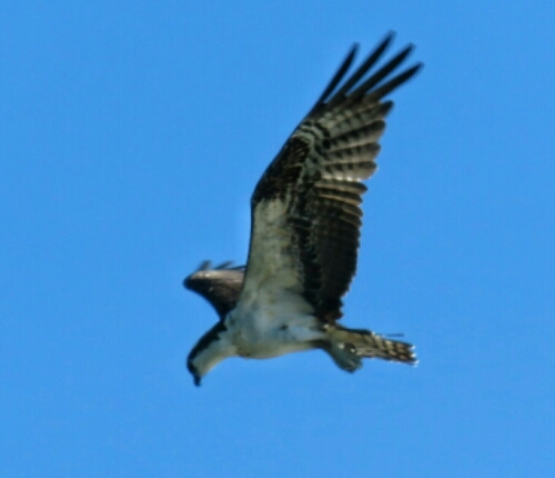 IMG_0339~2~2.jpg image