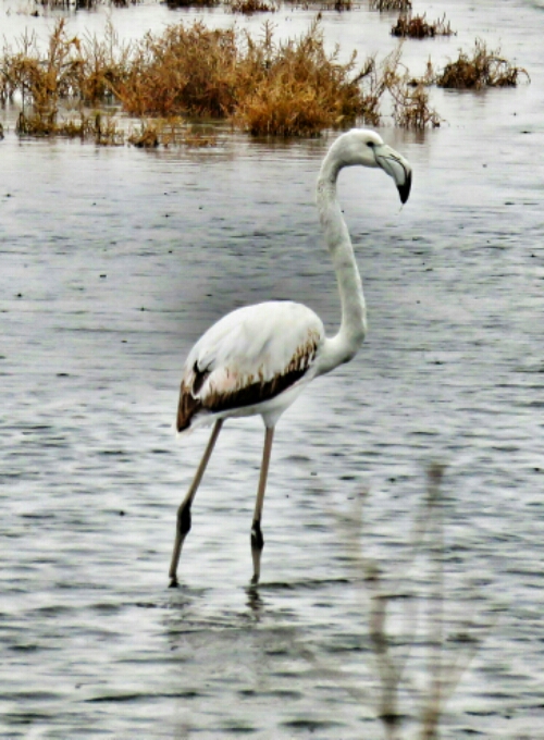 wp-1423489602746 image